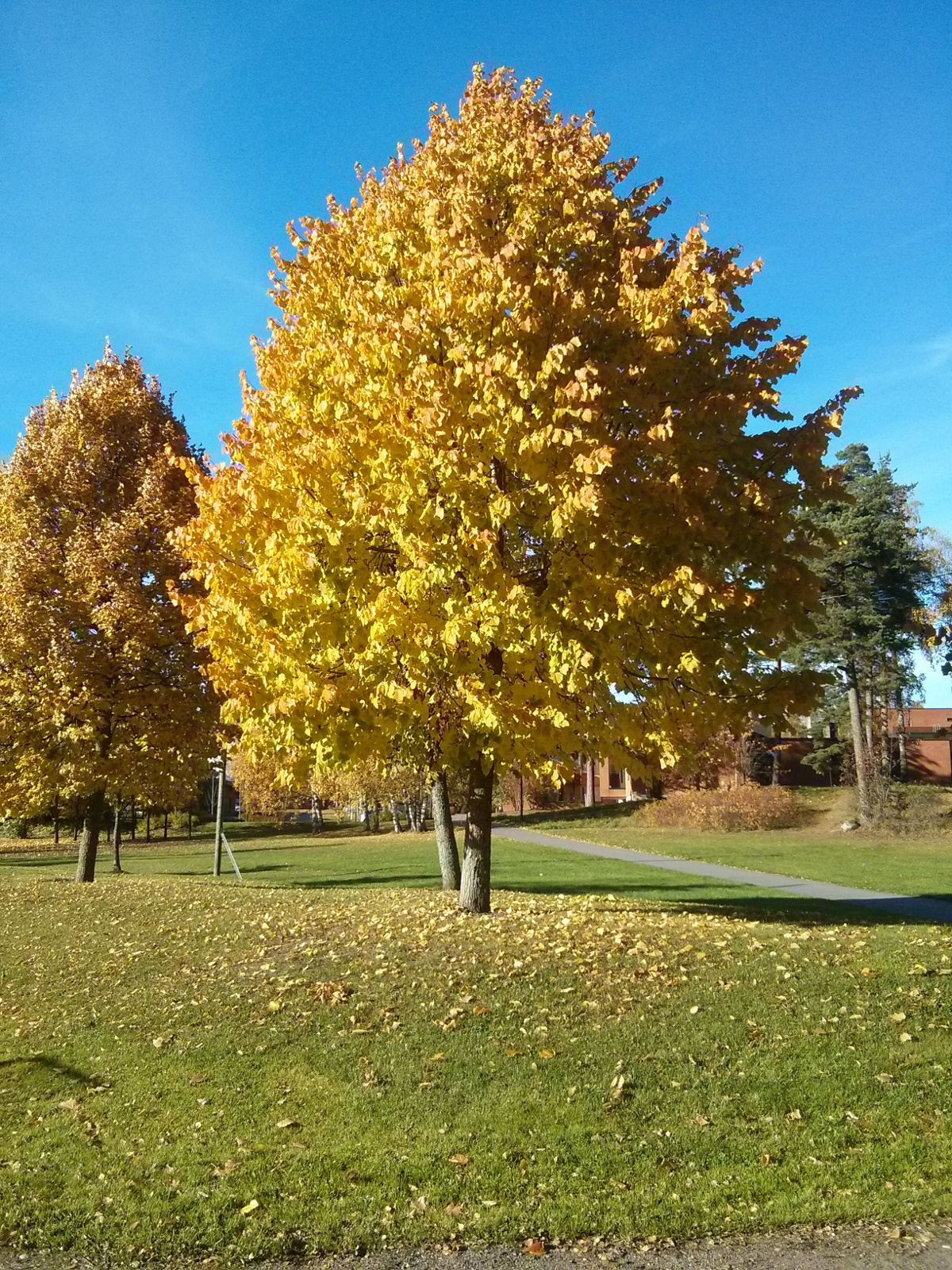 A tree during fall/ruska