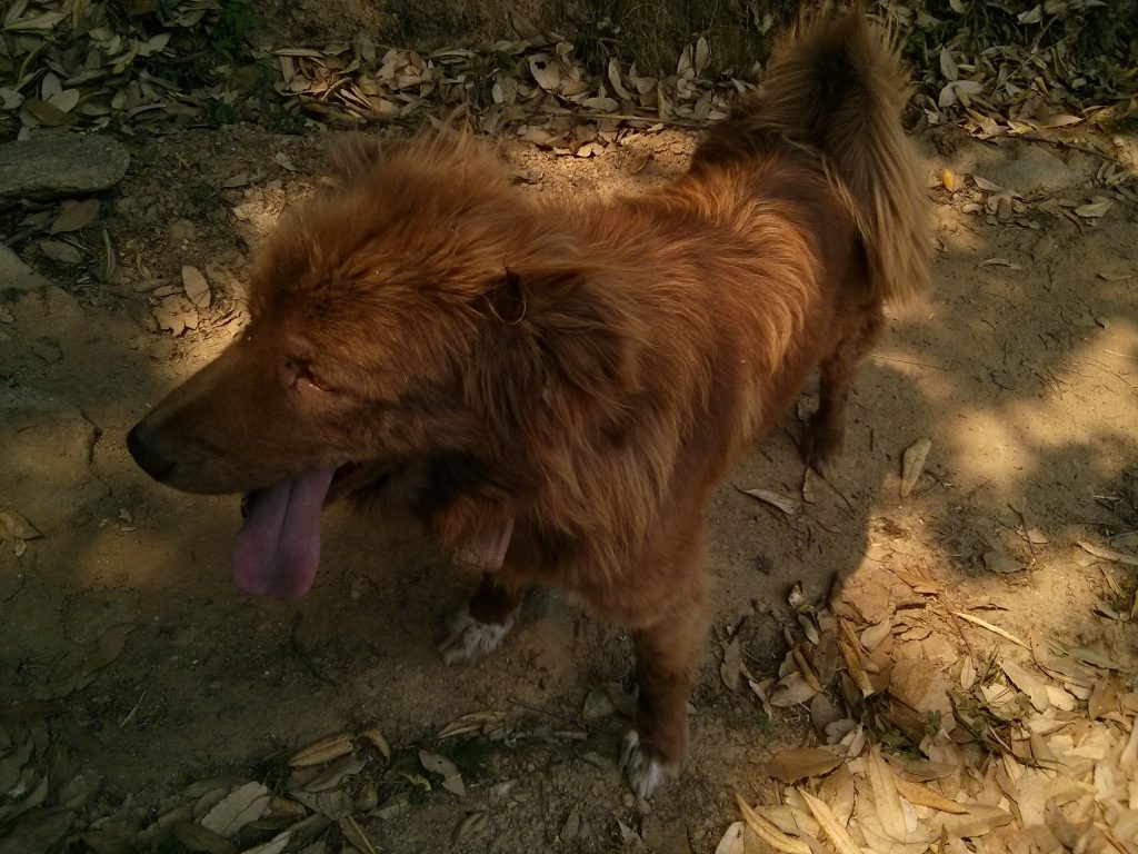 Eksoottisia (villi?)eläimiä 4/4. Intialainen koira.